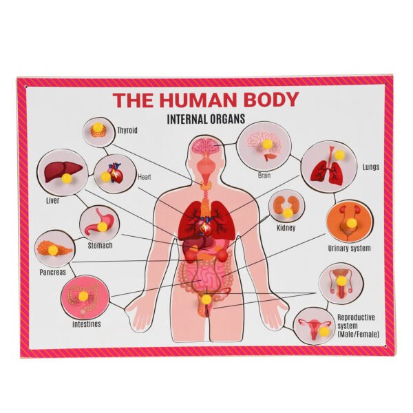 Wooden Parts of Internal body tray puzzle with knobs for kids
