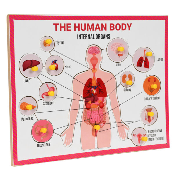Wooden Parts of Internal body tray puzzle with knobs for kids - Image 2