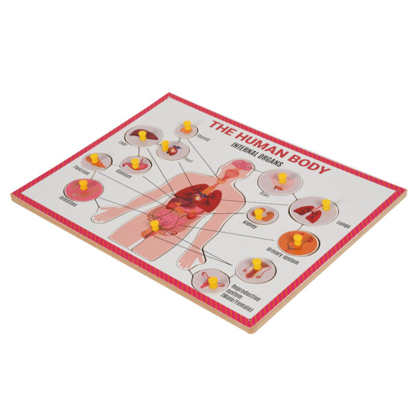 Wooden Parts of Internal body tray puzzle with knobs for kids - Image 3