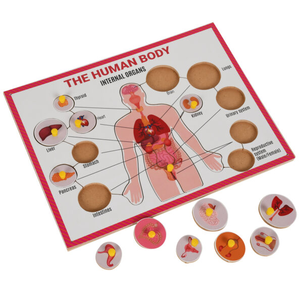 Wooden Parts of Internal body tray puzzle with knobs for kids - Image 5